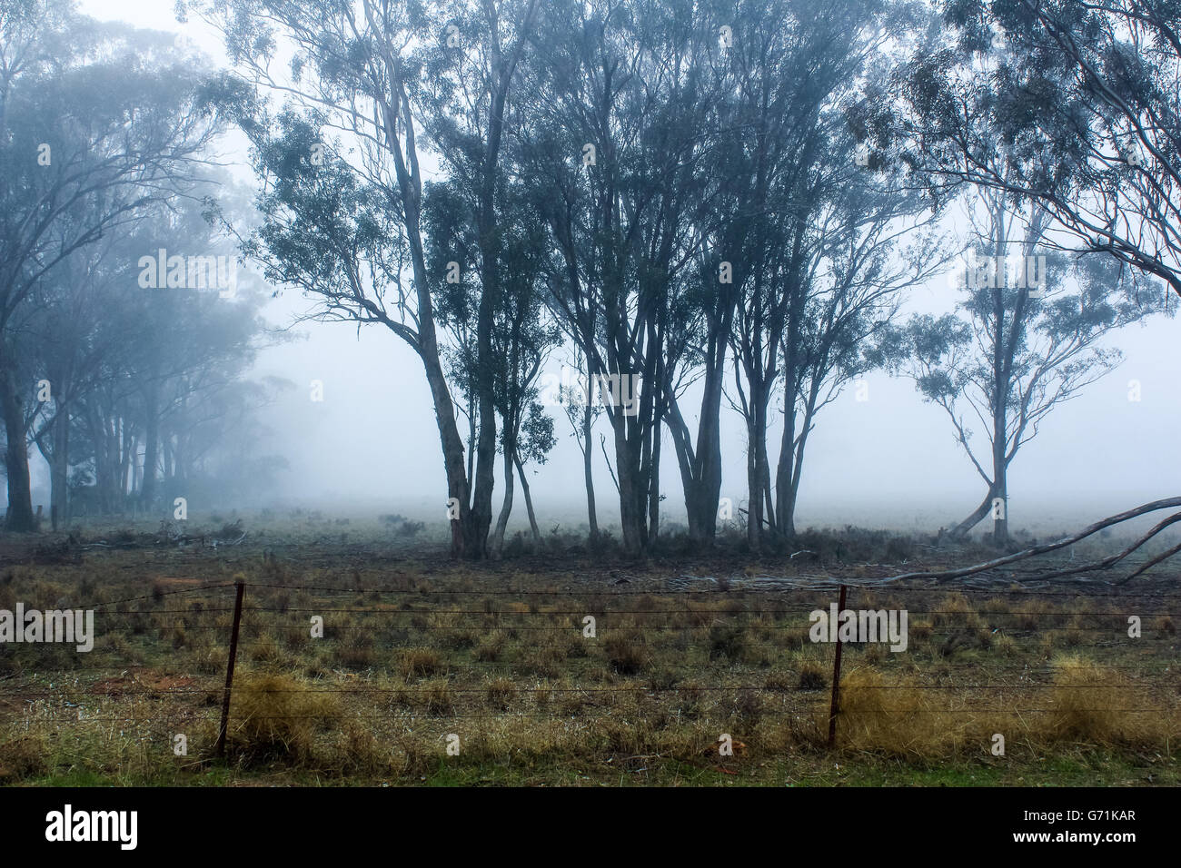 Early morning country walk into the fog and frost. Visibility low Stock Photo