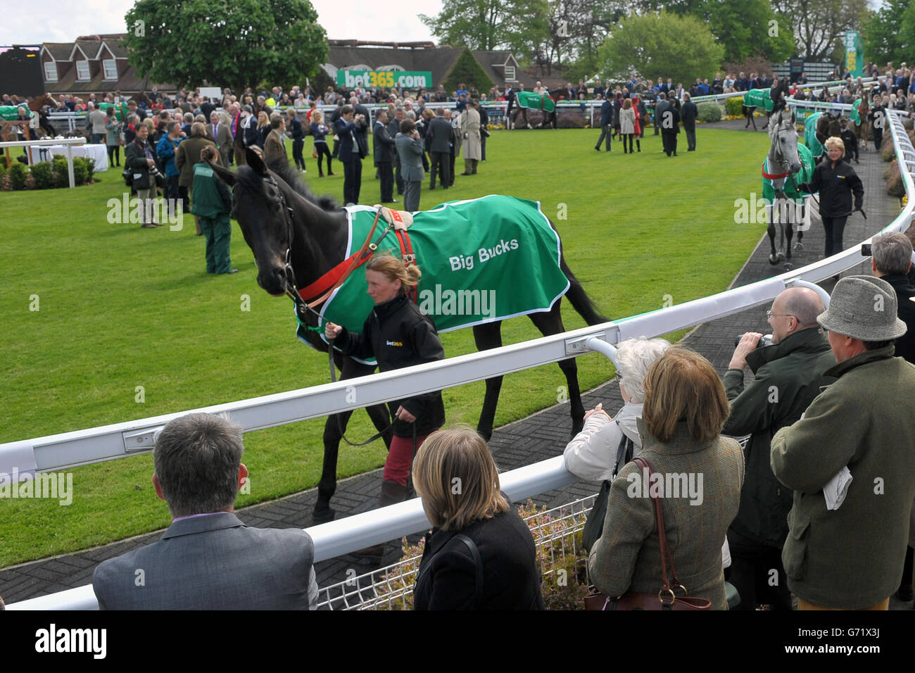 Big bucks horse hi-res stock photography and images - Alamy