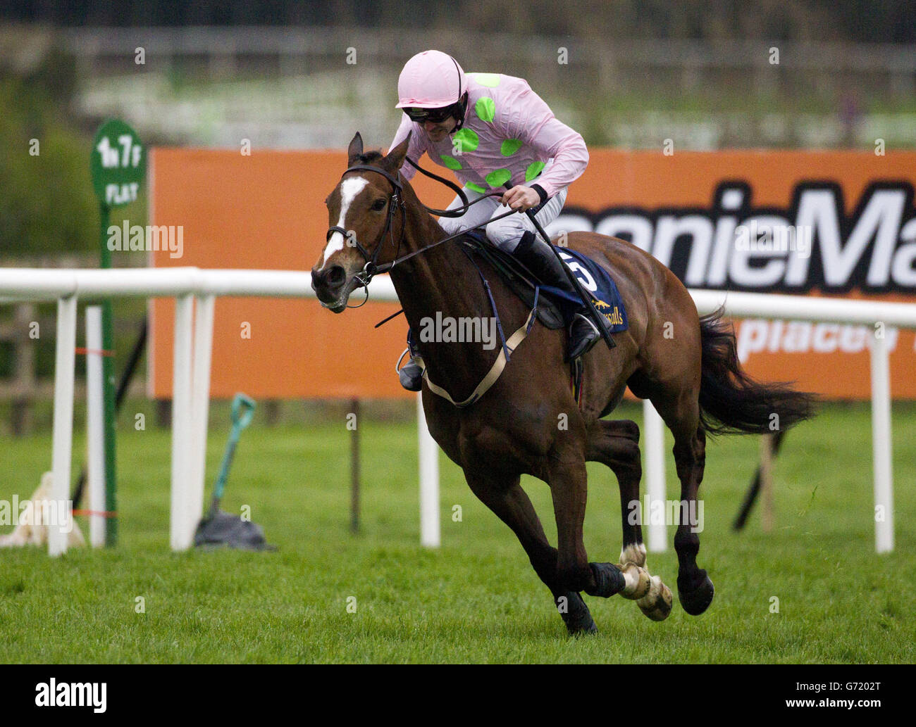Horse Racing Punchestown Festival Racing Post Champion Hurdle Day Punchestown Racecourse