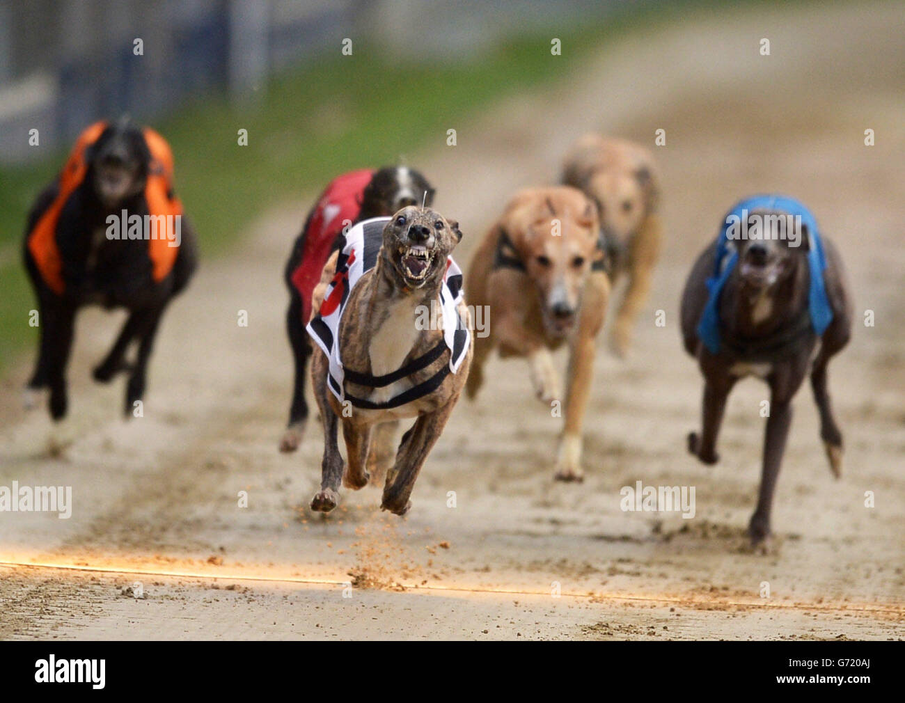 Greyhound Racing William Hill Derby First Round Wimbledon Stadium