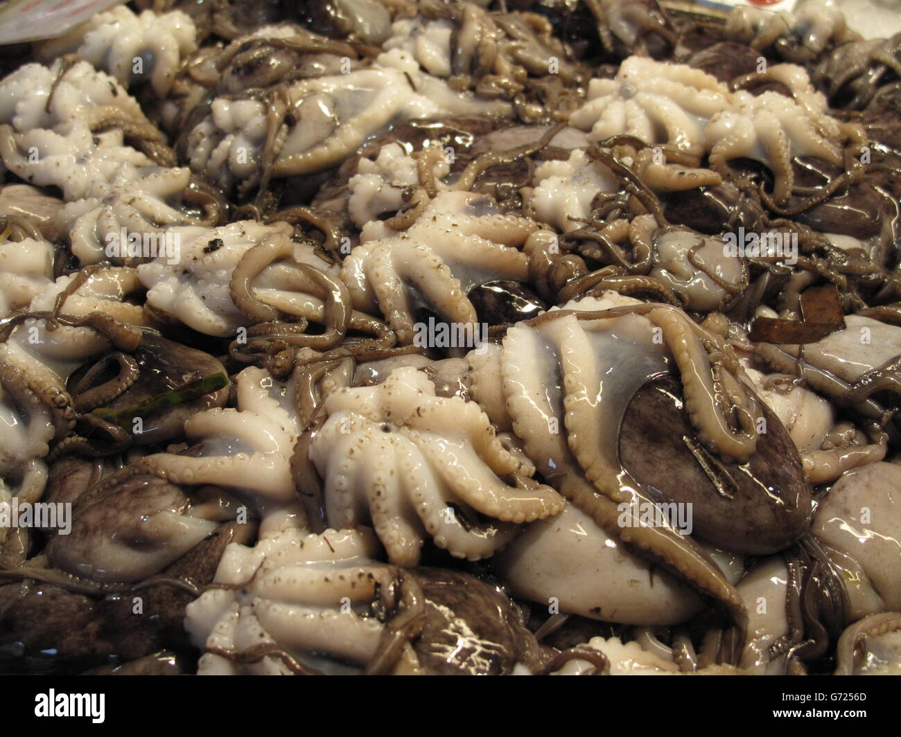 Small octopuses hires stock photography and images Alamy