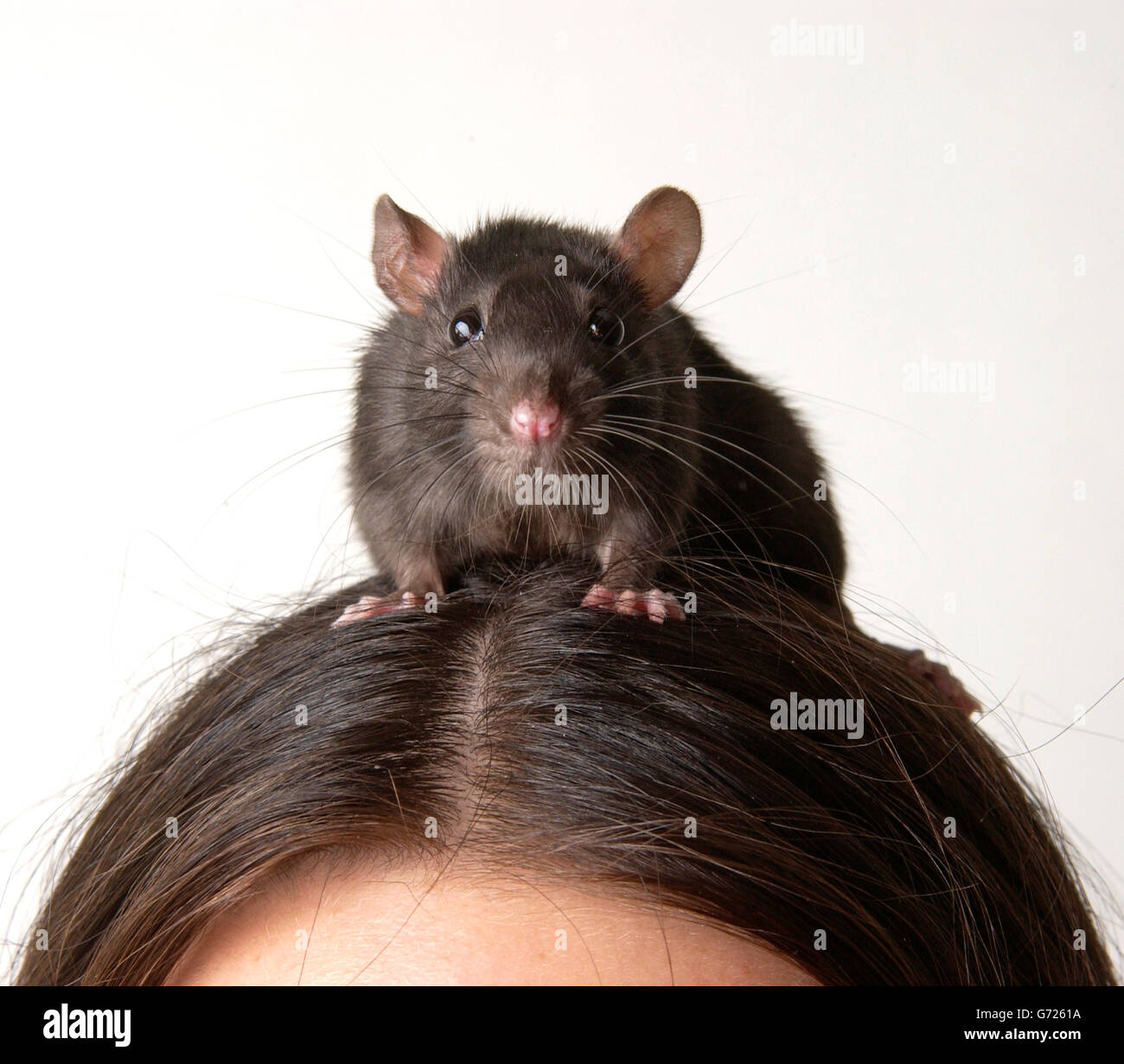 Domestic rat on a person's head Stock Photo