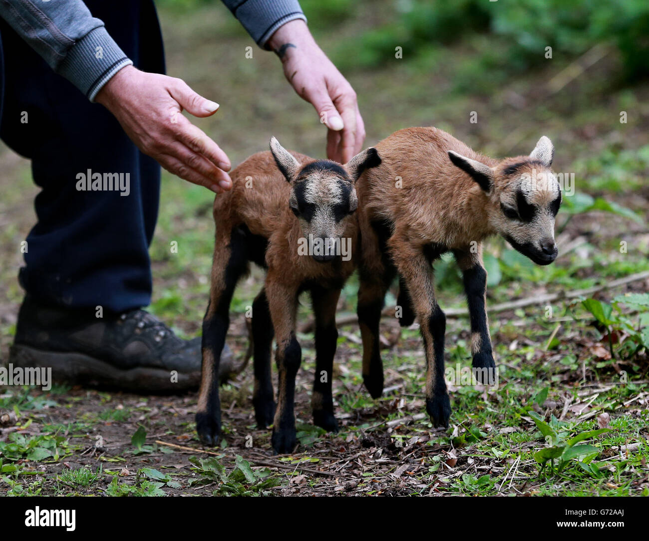 Rare breeds centre hi-res stock photography and images - Alamy