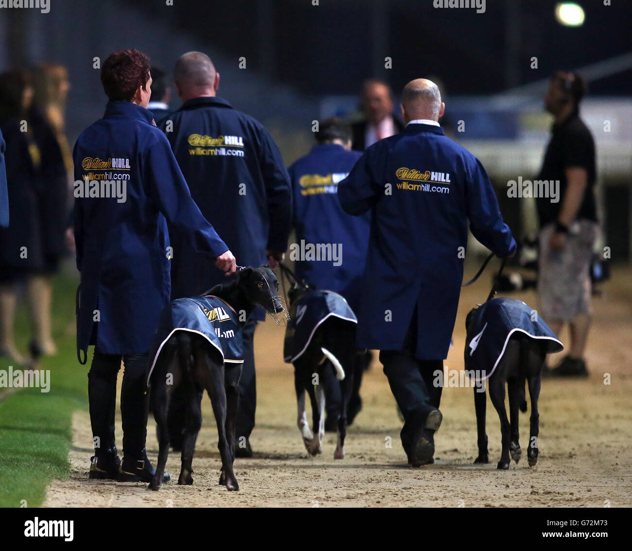 Dogs greyhounds dog racing william hill hi-res stock photography and images  - Alamy