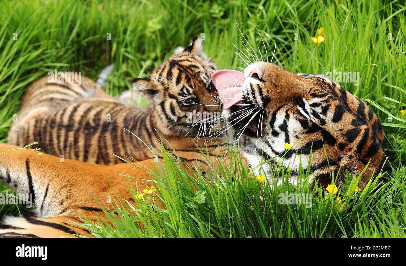 Malton yorkshire animals hires stock photography and images Alamy