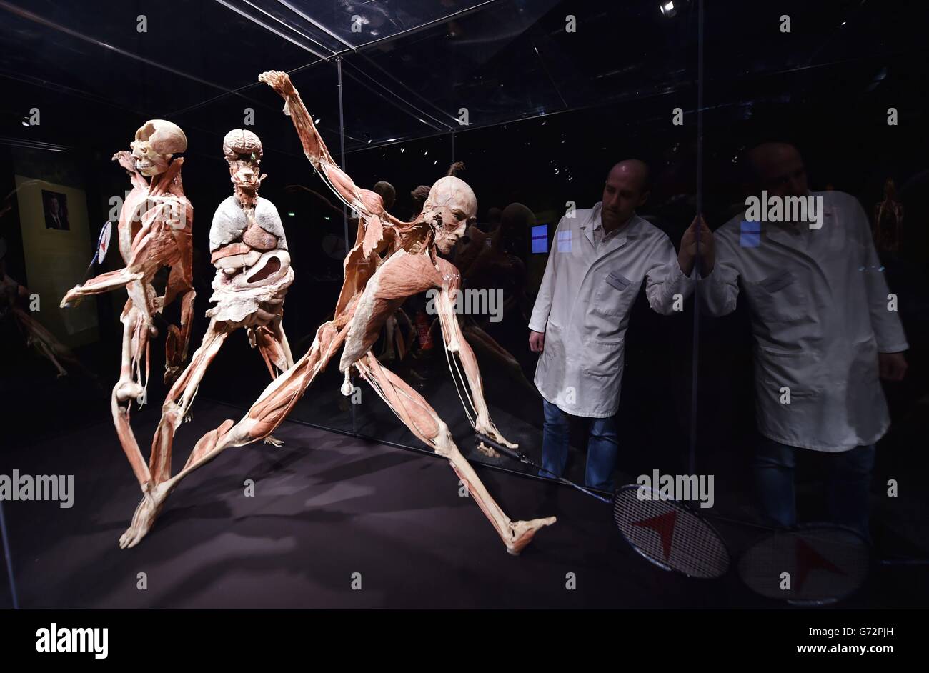 The display called The Badmintion Player at the Body Worlds Vital world-famous exhibition exploring the wonders of the human body, on show in the UK for the first time at the Centre for Life in Newcastle. Stock Photo