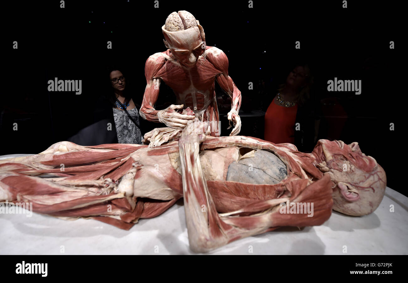 The Body Worlds Vital world-famous exhibition exploring the wonders of the human body, on show in the UK for the first time at the Centre for Life in Newcastle. Stock Photo