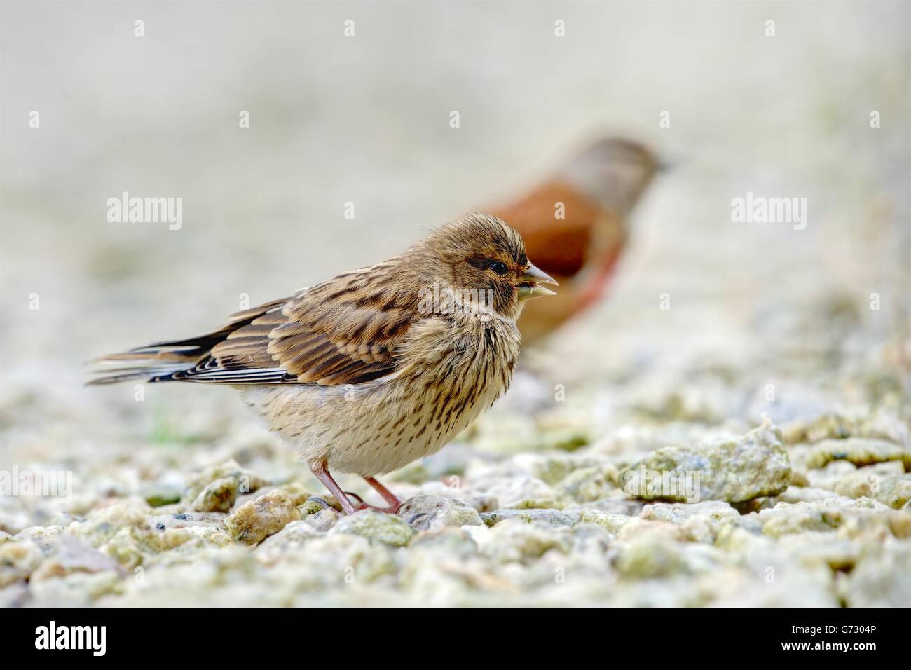 A sharply rendered and detailed Baby Linnet shadowed by a colorful blurred male adult guardian on a background of pebbles. Stock Photo