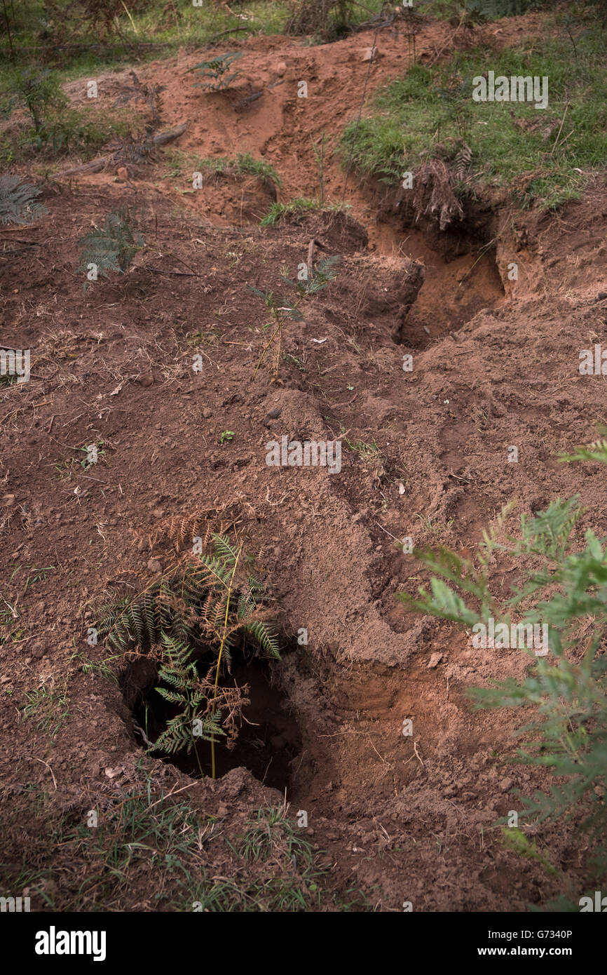 wombats holes Stock Photo