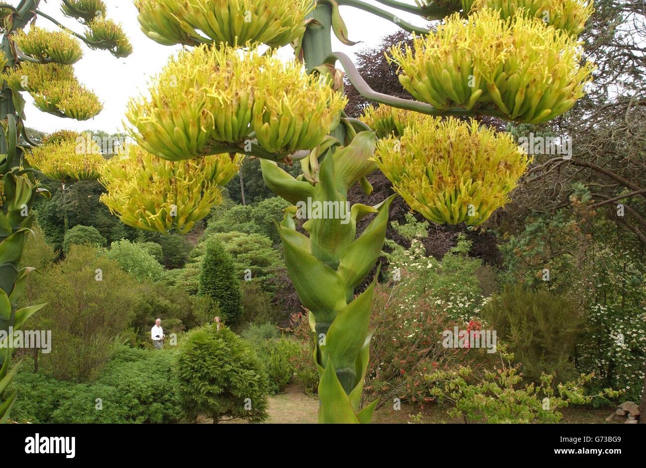 Rare blooms, on two giant agave plants - commonly known as 'century plants' for the age that they can reach before they flower - which have flowered for the first time in nearly 30 years at the National Trust's Glendurgan Gardens in Cornwall. The plants, which are nearly 30-foot-high and are native to Mexico and parts of America, are in what is usually a private area of the 26-acre, 19th century garden but proving so popular that a special enclosure has been provided for people to get close to them.They are thought to have grown from seed from the last agave which flowered back in 1976. Stock Photo
