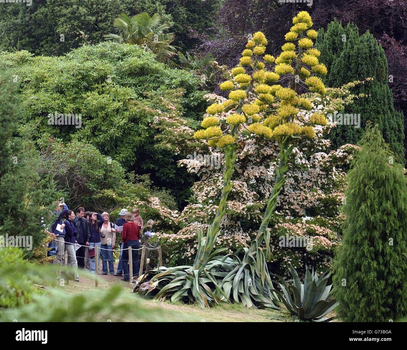 Visitors examine, the two giant agave plants - commonly known as 'century plants' for the age that they can reach before they flower - which came bloomed for the first time in nearly 30 years at the National Trust's Glendurgan Gardens in Cornwall. The plants, which are nearly 30-foot-high and are native to Mexico and parts of America, are in what is usually a private area of the 26-acre, 19th century garden but proving so popular that a special enclosure has been provided for people to get close to them.They are thought to have grown from seed from the last agave which flowered back in 1976. Stock Photo