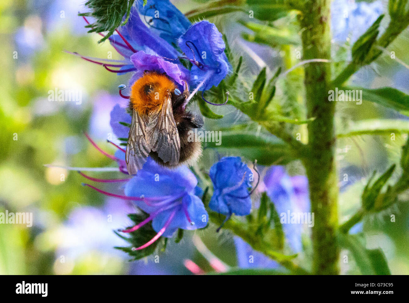 Bee working among wild flowers hi-res stock photography and images - Alamy