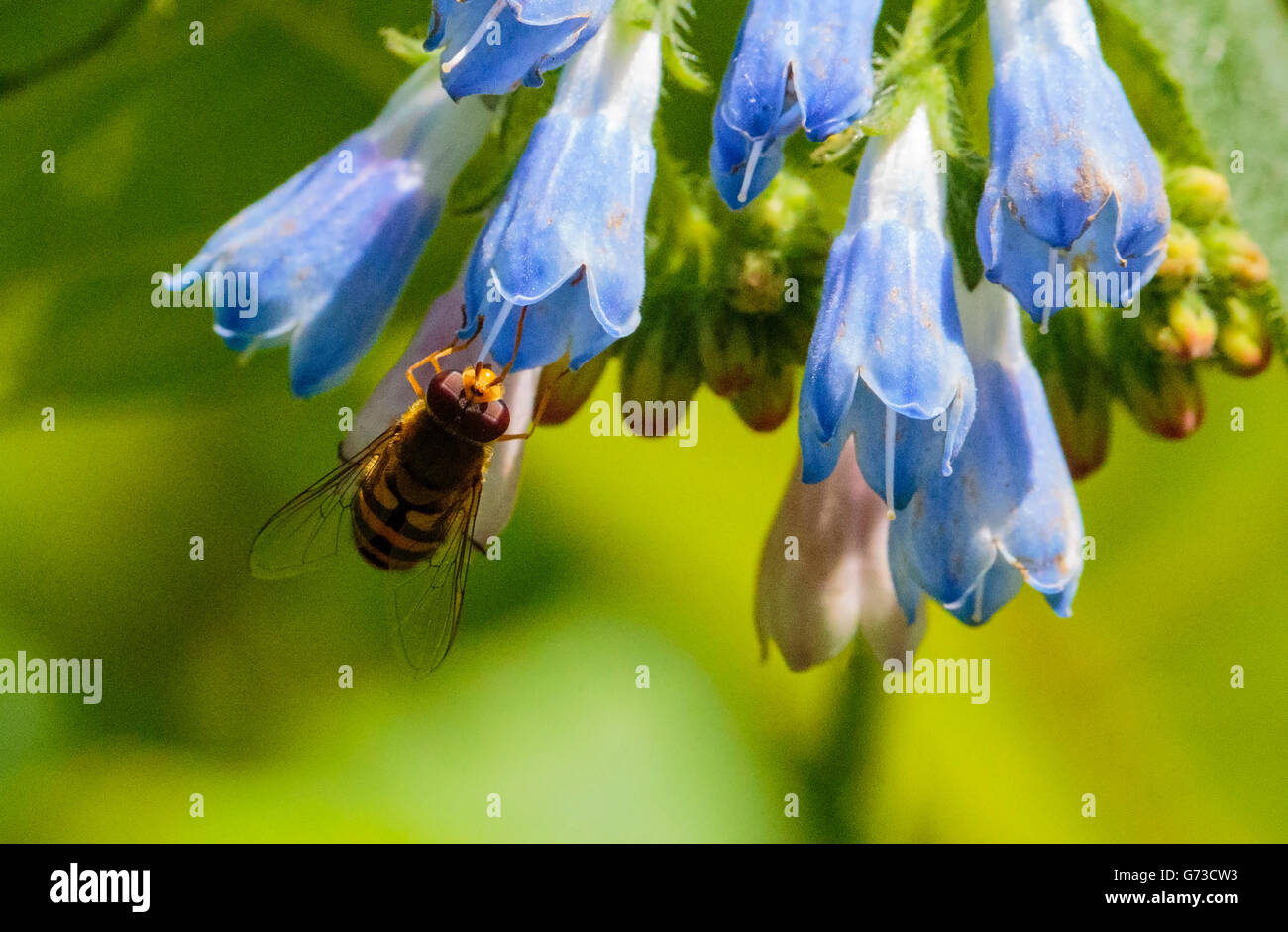 Bee working among wild flowers hi-res stock photography and images - Alamy