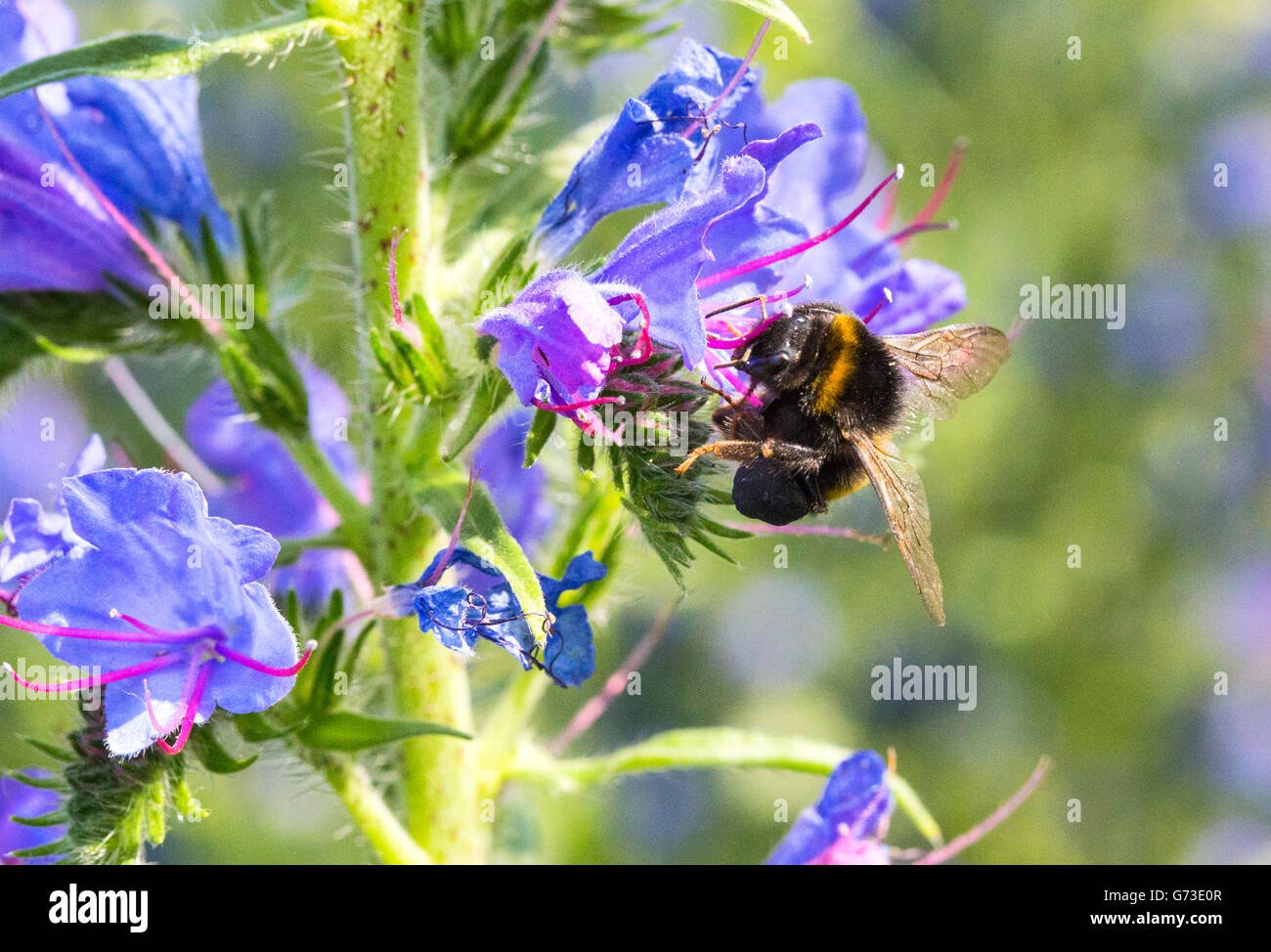 Bee working among wild flowers hi-res stock photography and images - Alamy