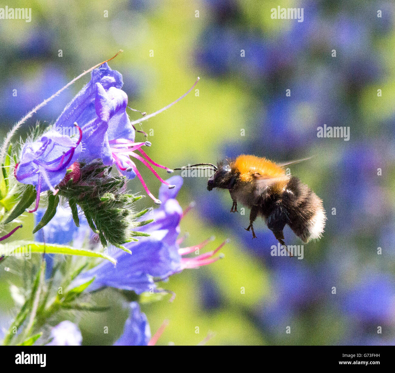 the honey bee among the flowers Stock Photo - Alamy