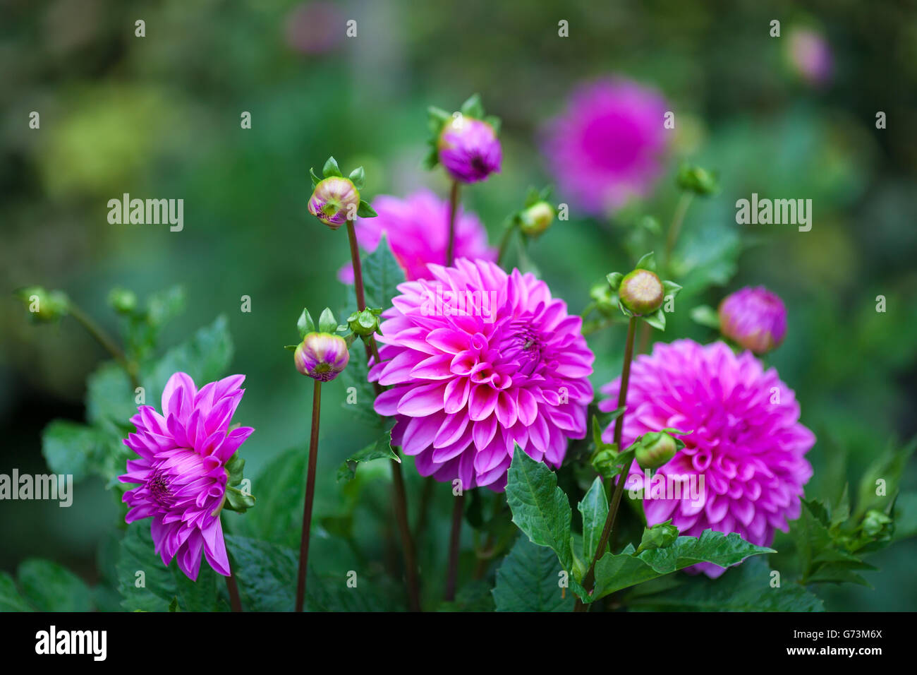 Pink Dahlia flower in full bloom closeup Stock Photo