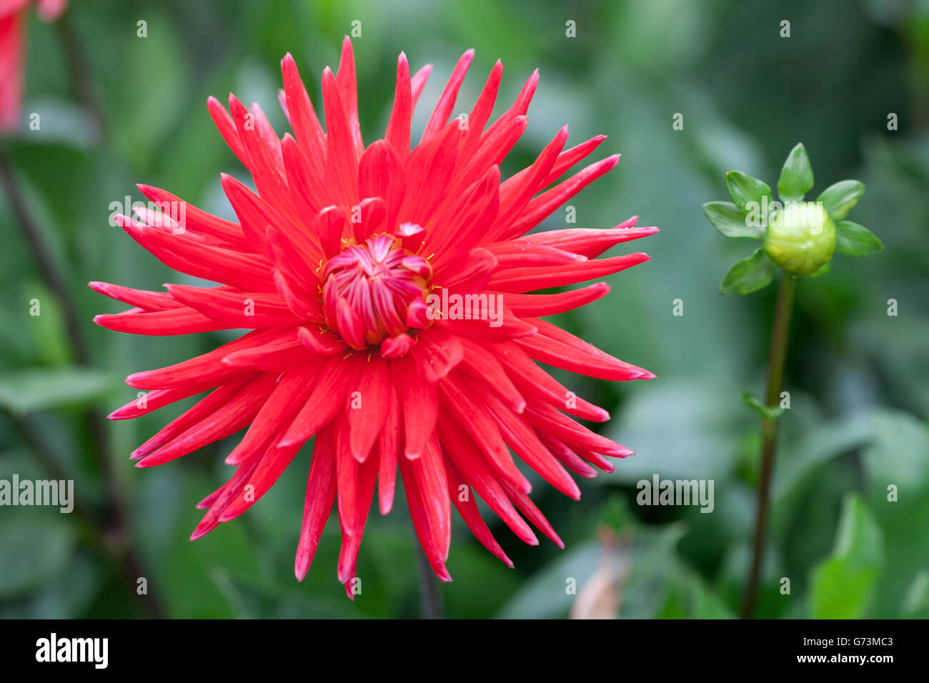 Dahlia red flower in garden full bloom closeup Stock Photo