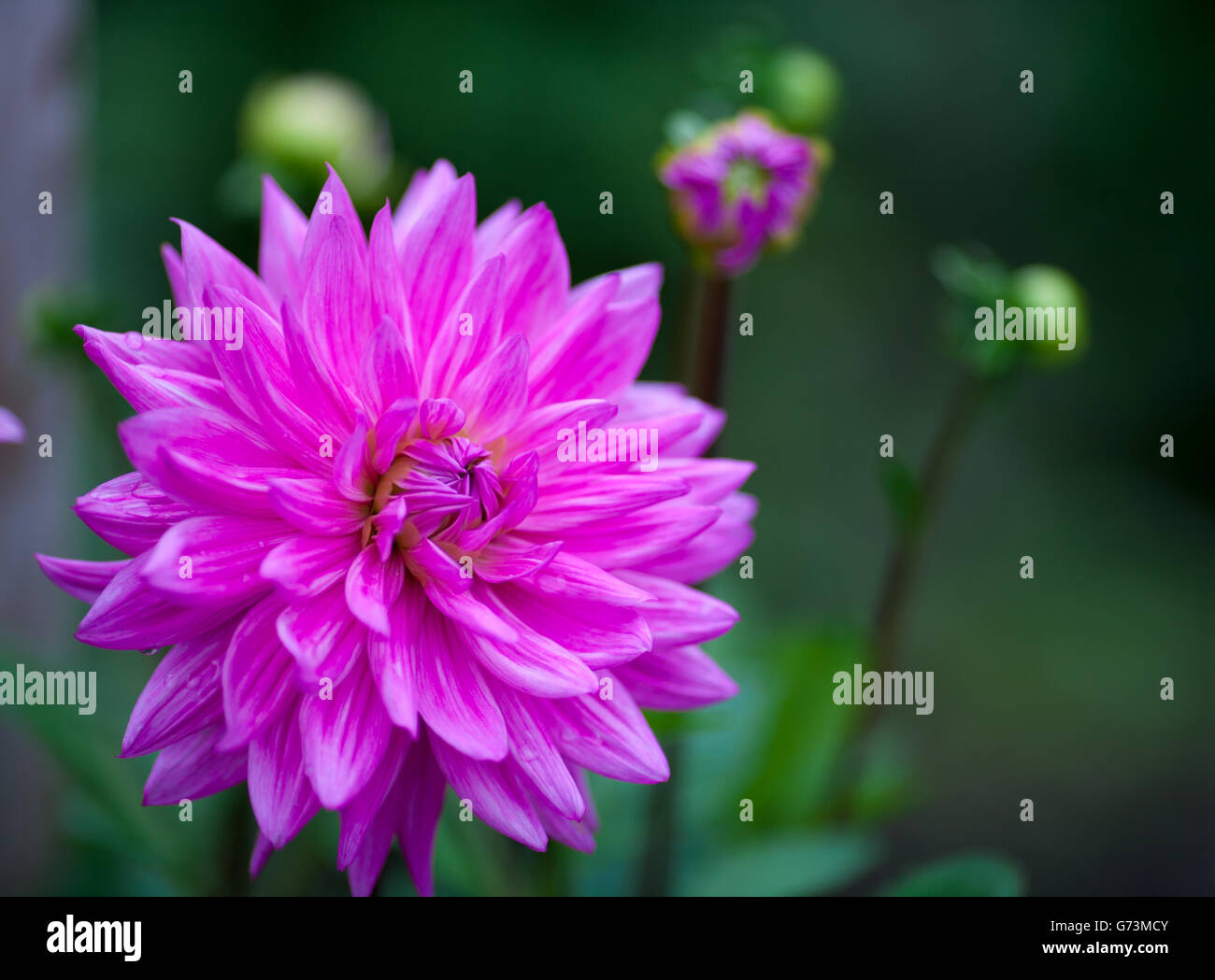 Full bloom dahlia hi-res stock photography and images - Alamy