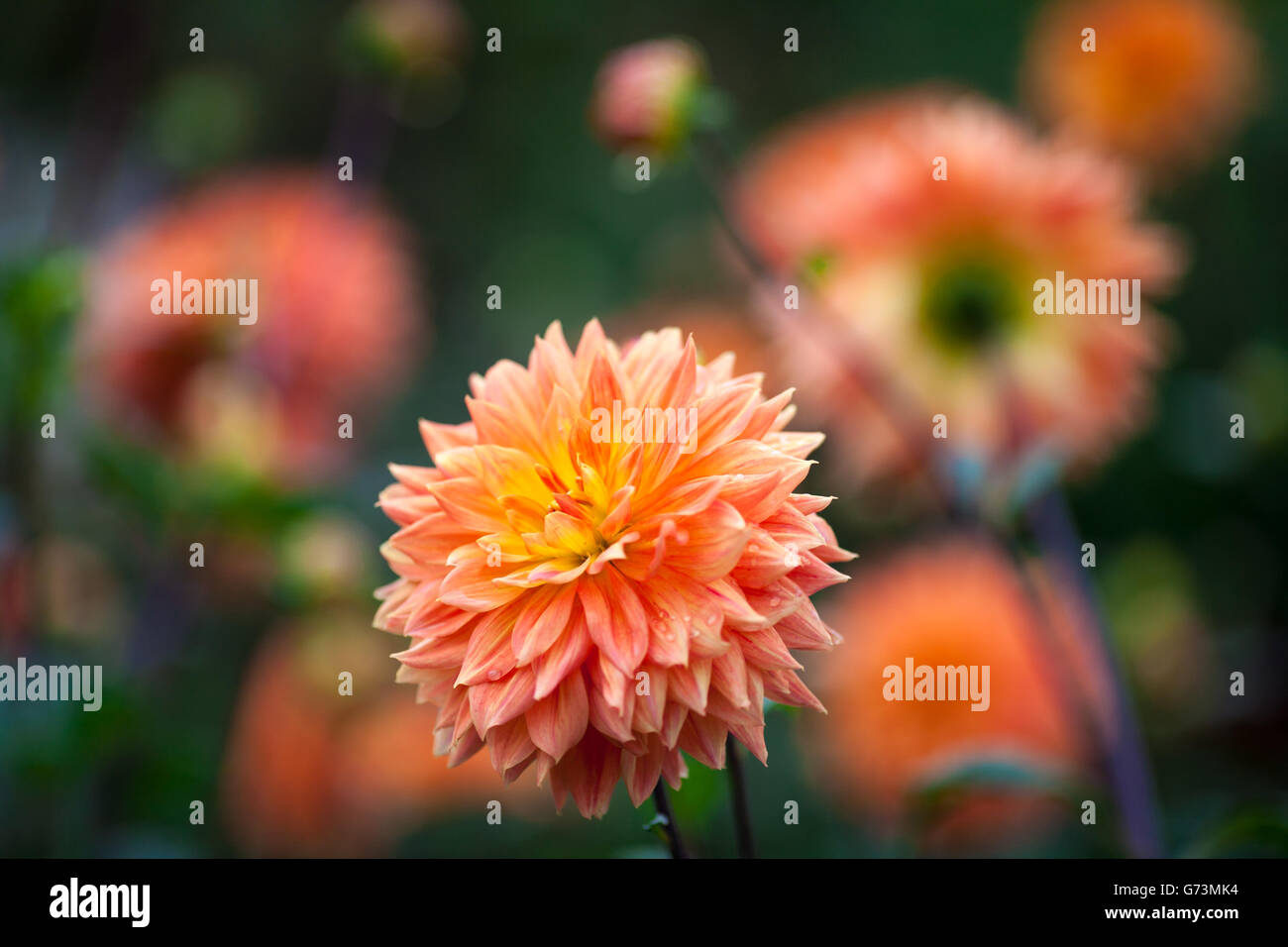 Dahlia orange and yellow flowers in garden full bloom closeup Stock Photo