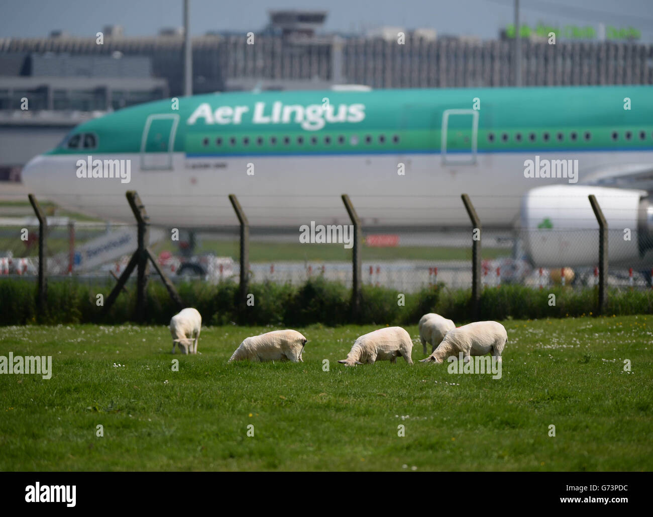 Aer Lingus planes at Dublin Airport as 200 flights have been disrupted by an Aer Lingus cabin crew strike at the start of the bank holiday weekend in Ireland. Stock Photo