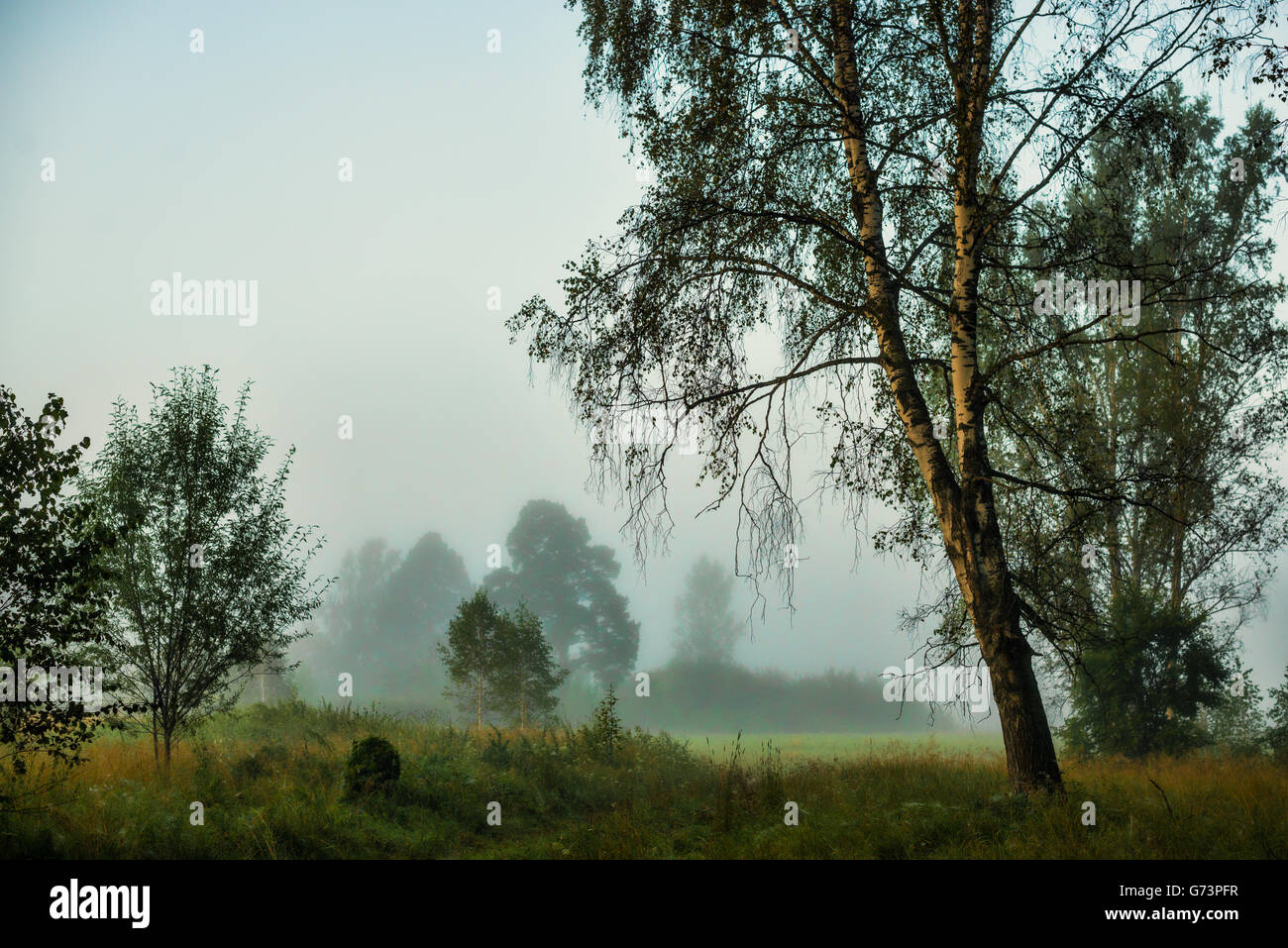 Trees in fog in summer morning Stock Photo - Alamy