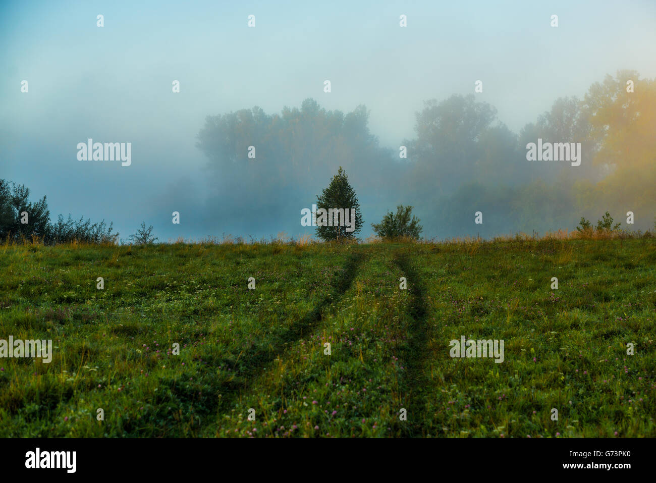 Trees in fog in summer morning Stock Photo - Alamy