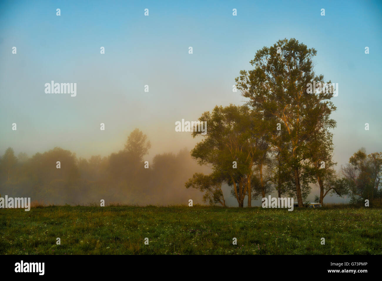 Trees in fog in summer morning Stock Photo - Alamy