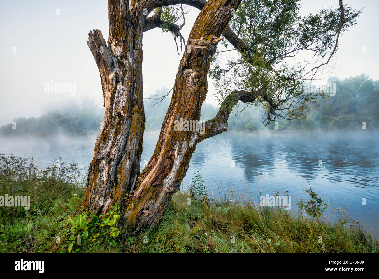 Trees in fog on background of river Stock Photo - Alamy