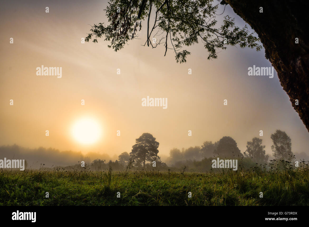 Trees in fog in summer morning Stock Photo - Alamy