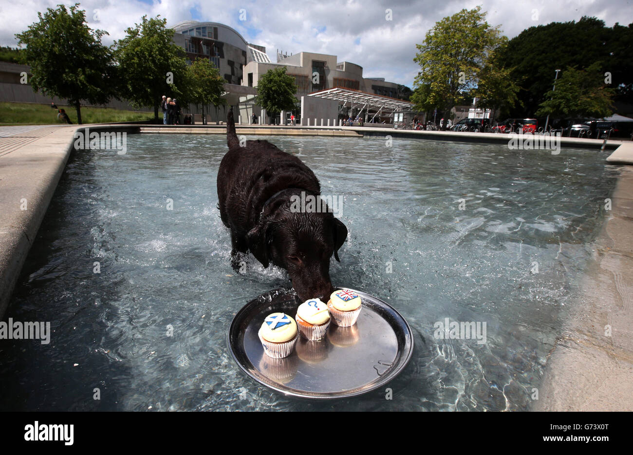 Molly the dog shows an interest in a tray with a Union Flag cupcake, a Saltire Flag cupcake and a Question Mark cupcake floating in a pond outside the Scottish Parliament, as members of the public are being invited to take photographs of Cuckoos referendum cupcakes of their choice in locations throughout Scotland. Stock Photo