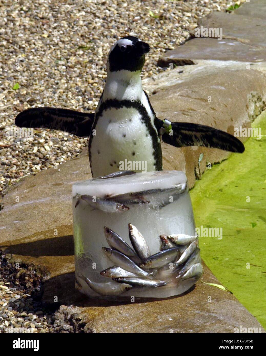 South African Black Footed Penguin at London Zoo Stock Photo - Alamy