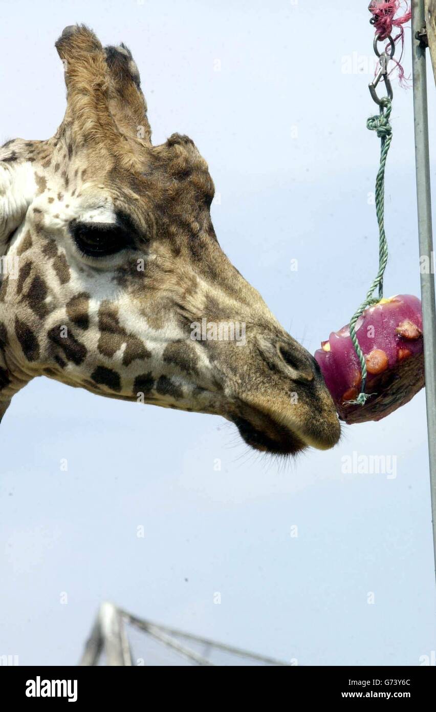 Steffi the giraffe eats an 'Ice Lolly' at London Zoo, to help him cool down as the heat wave continues in England. Stock Photo