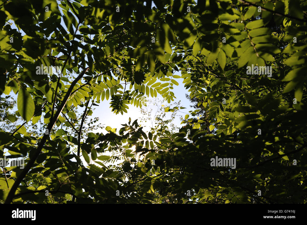 Close up backgrounds of deciduous forest in light of sunset. Stock Photo
