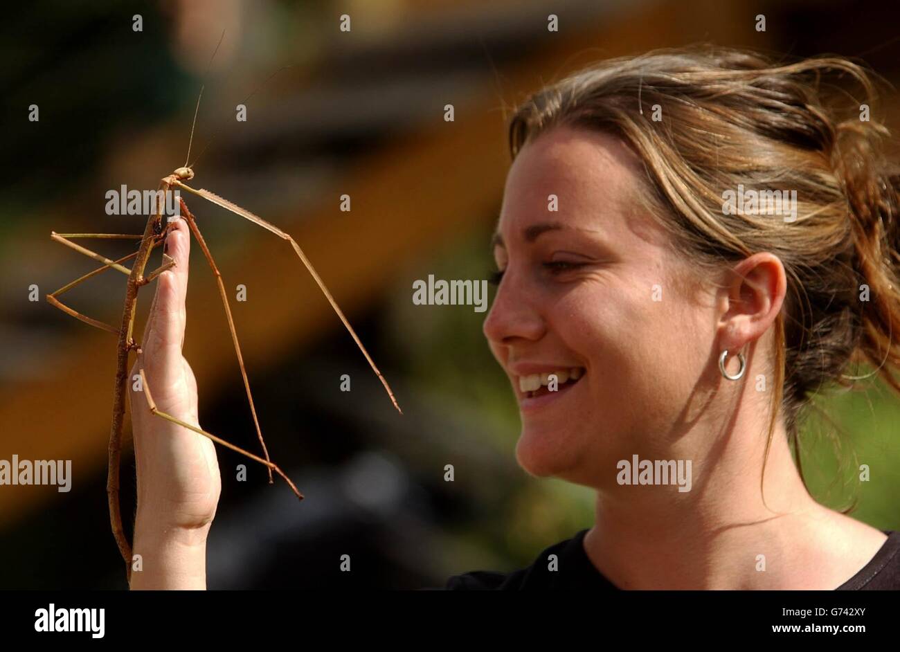 Giant Stick Insect Stock Photo