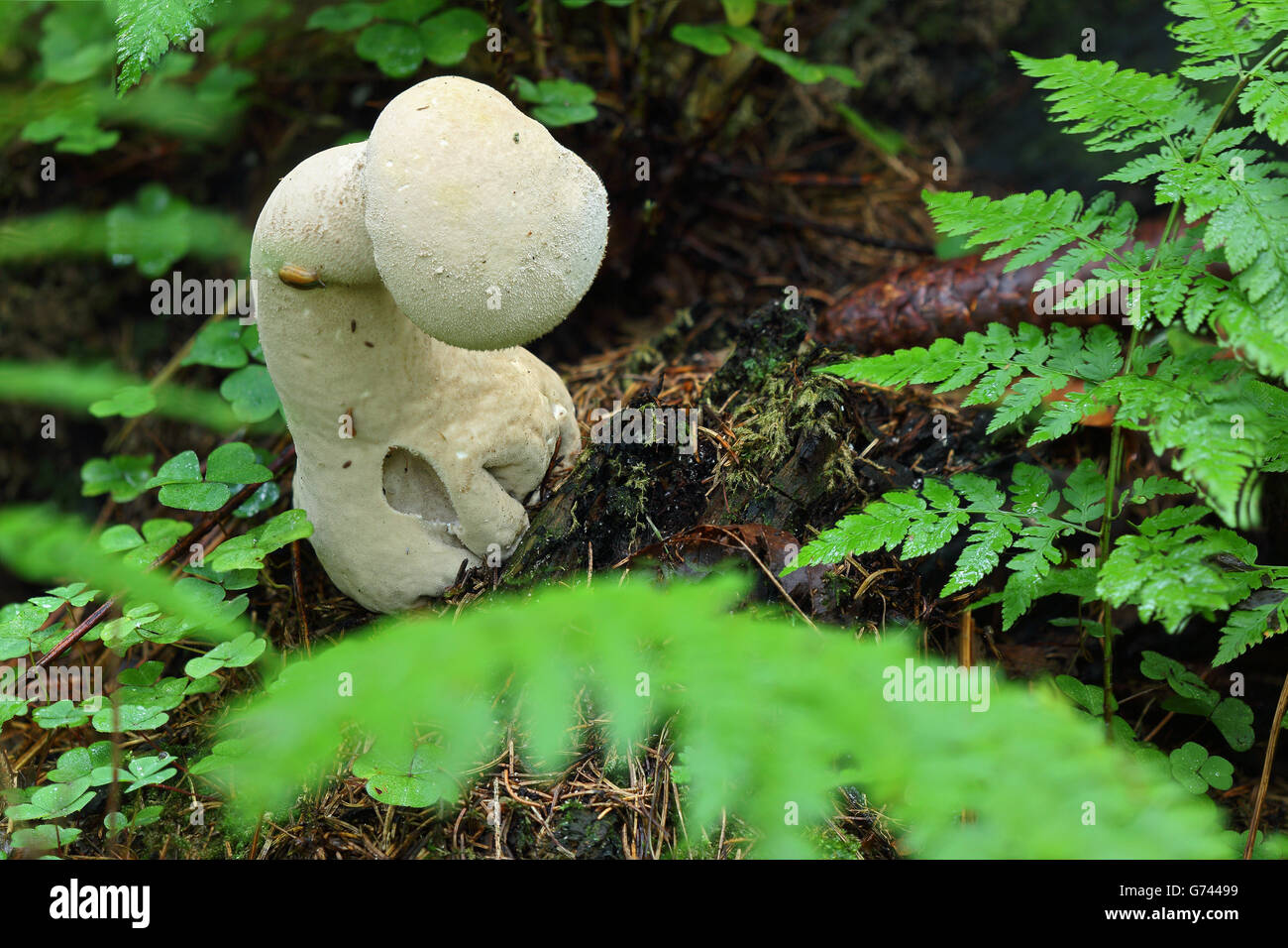 yellow stainer (Agaricus xanthodermus Stock Photo Alamy