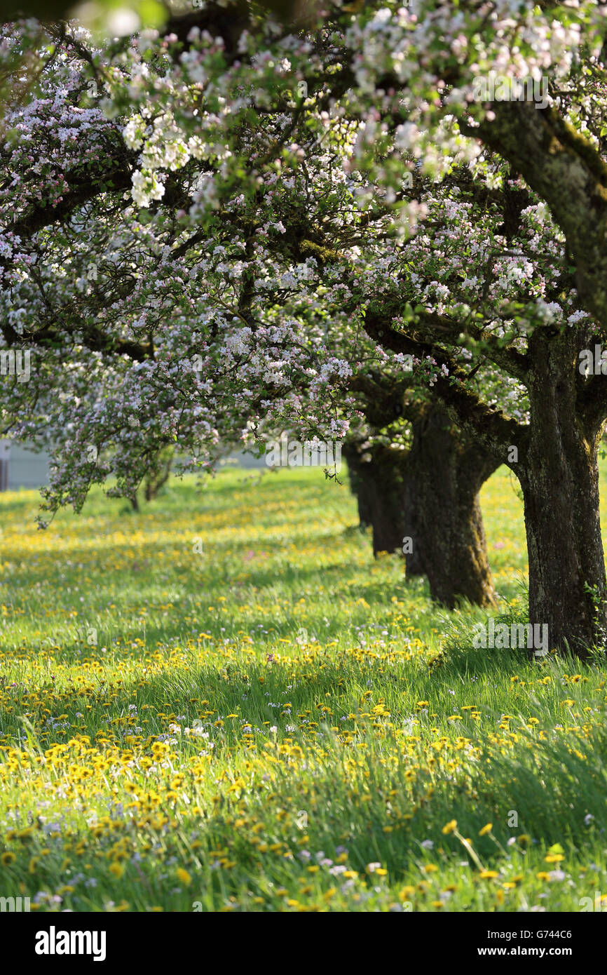 Dandelion and blooming apple trees, Linzgau, Baden-Wurttemberg, Germany Stock Photo