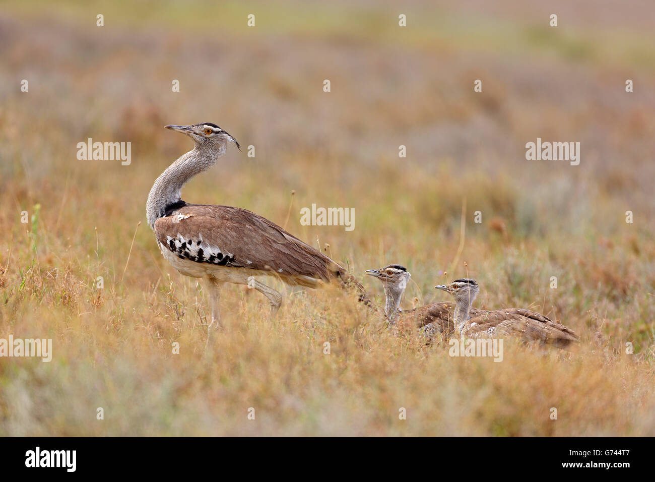Kori Bustard With Chicks Tanzania Africa Ardeotis Kori Stock Photo Alamy Kori Bustard With Chicks Tanzania Africa Ardeotis Kori Stock Photo Alamy