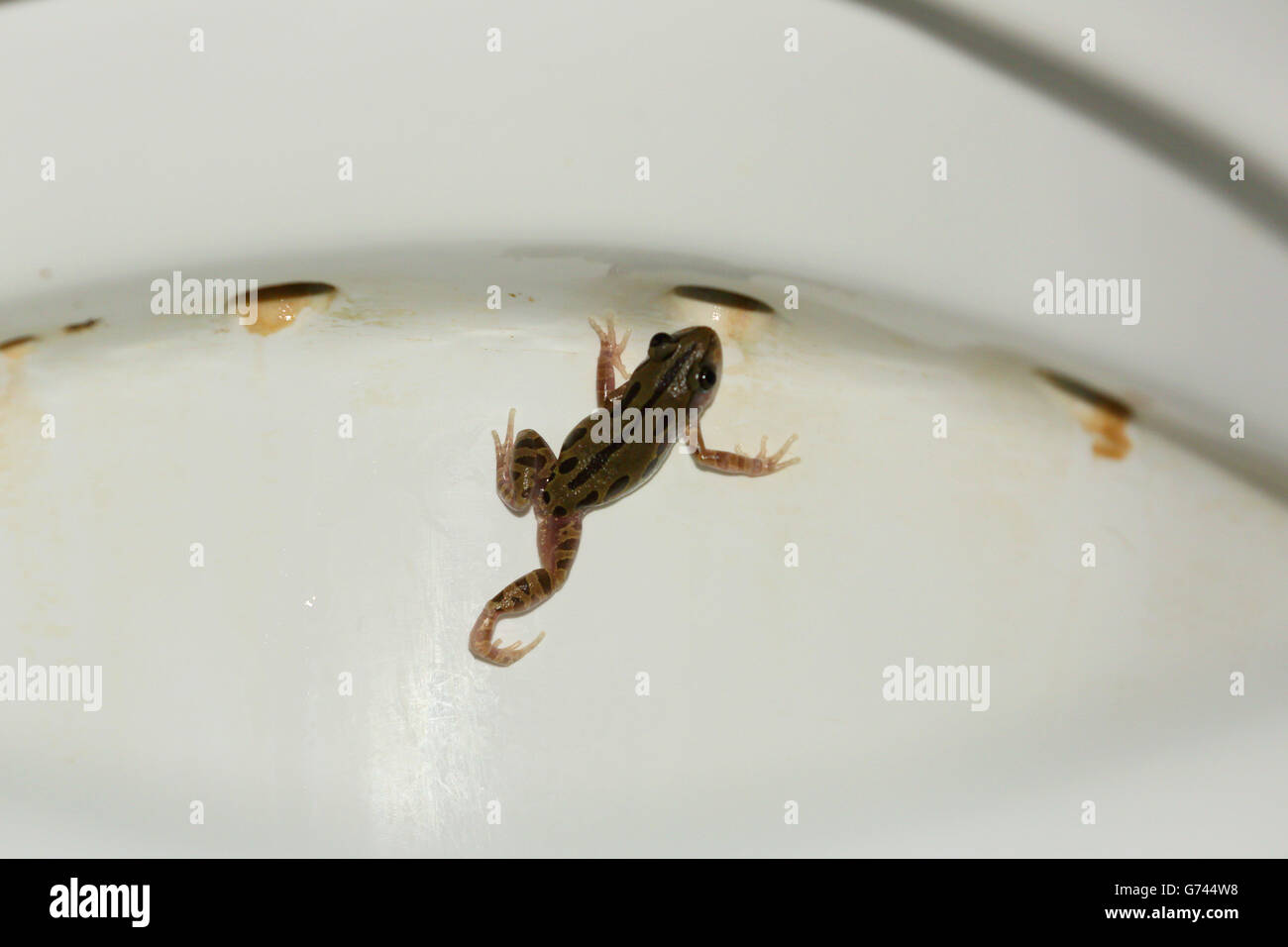 frog in toilet, Tanzania, Africa Stock Photo Alamy