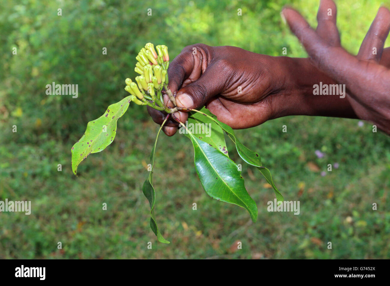 clove, Sanzibar, Tanzania, Africa (Syzygium aromaticum) Stock Photo