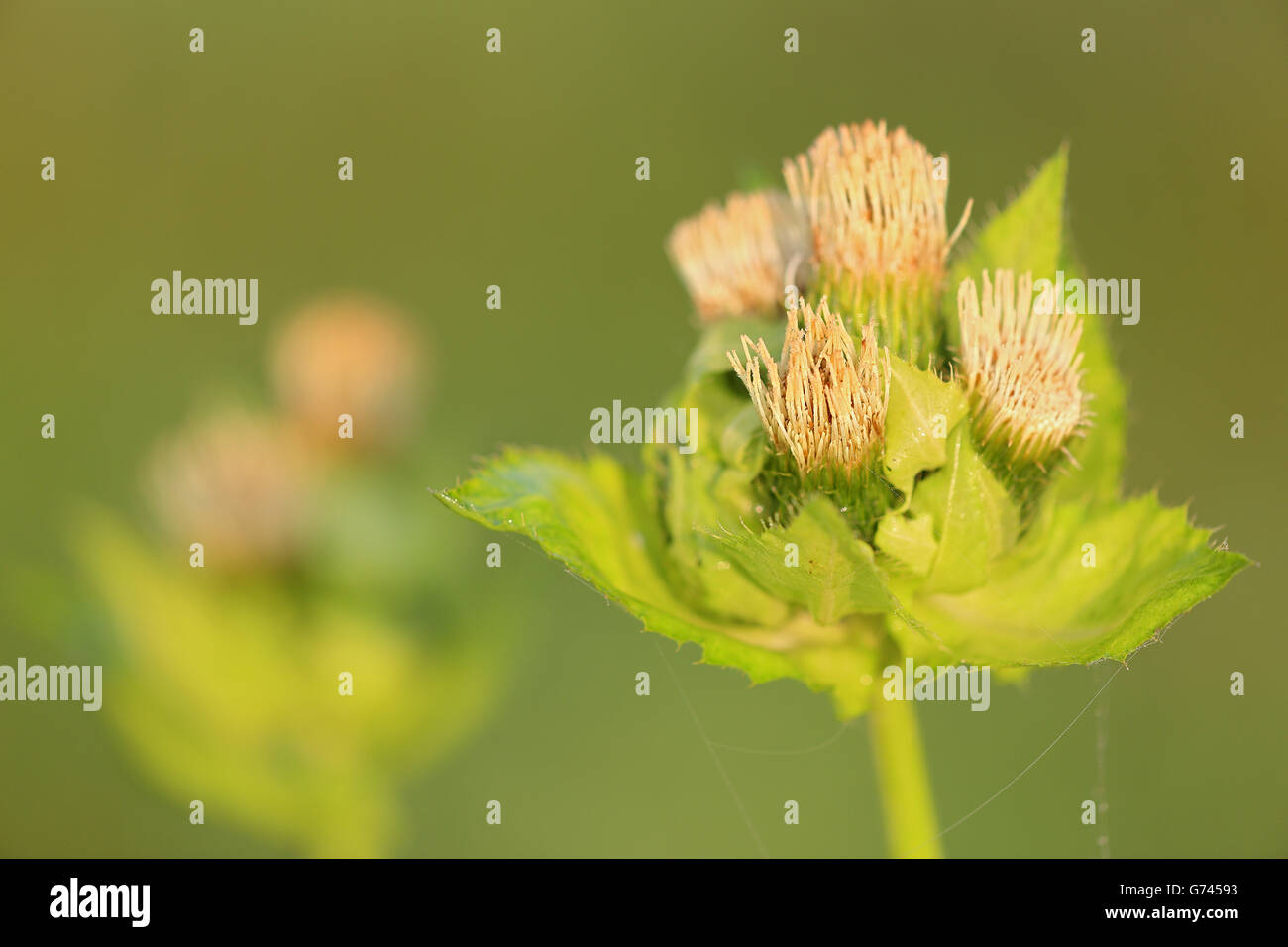 cabbage thistle, Pfrunger-Burgweiler Ried, Baden-Wurttemberg, Germany Stock Photo