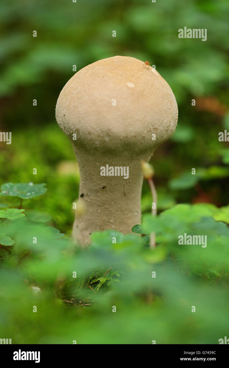yellow stainer (Agaricus xanthodermus Stock Photo Alamy