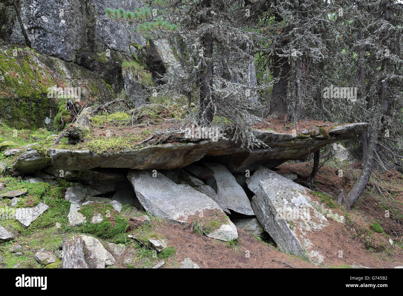 Swiss stone pine, Valais, Switzerland (Pinus cembra) Stock Photo
