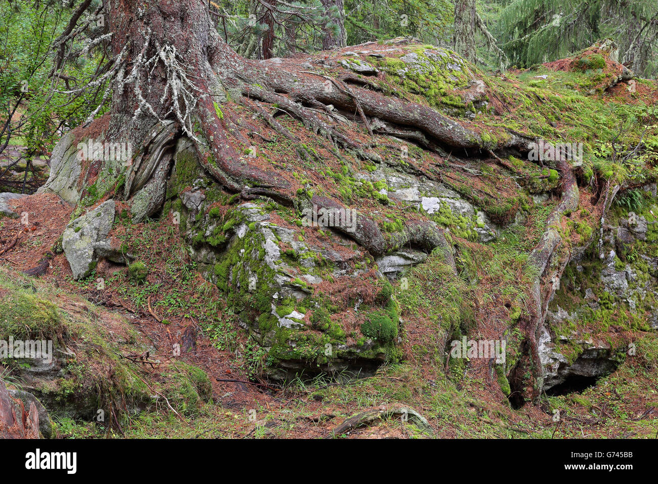 Swiss stone pine, Valais, Switzerland (Pinus cembra) Stock Photo