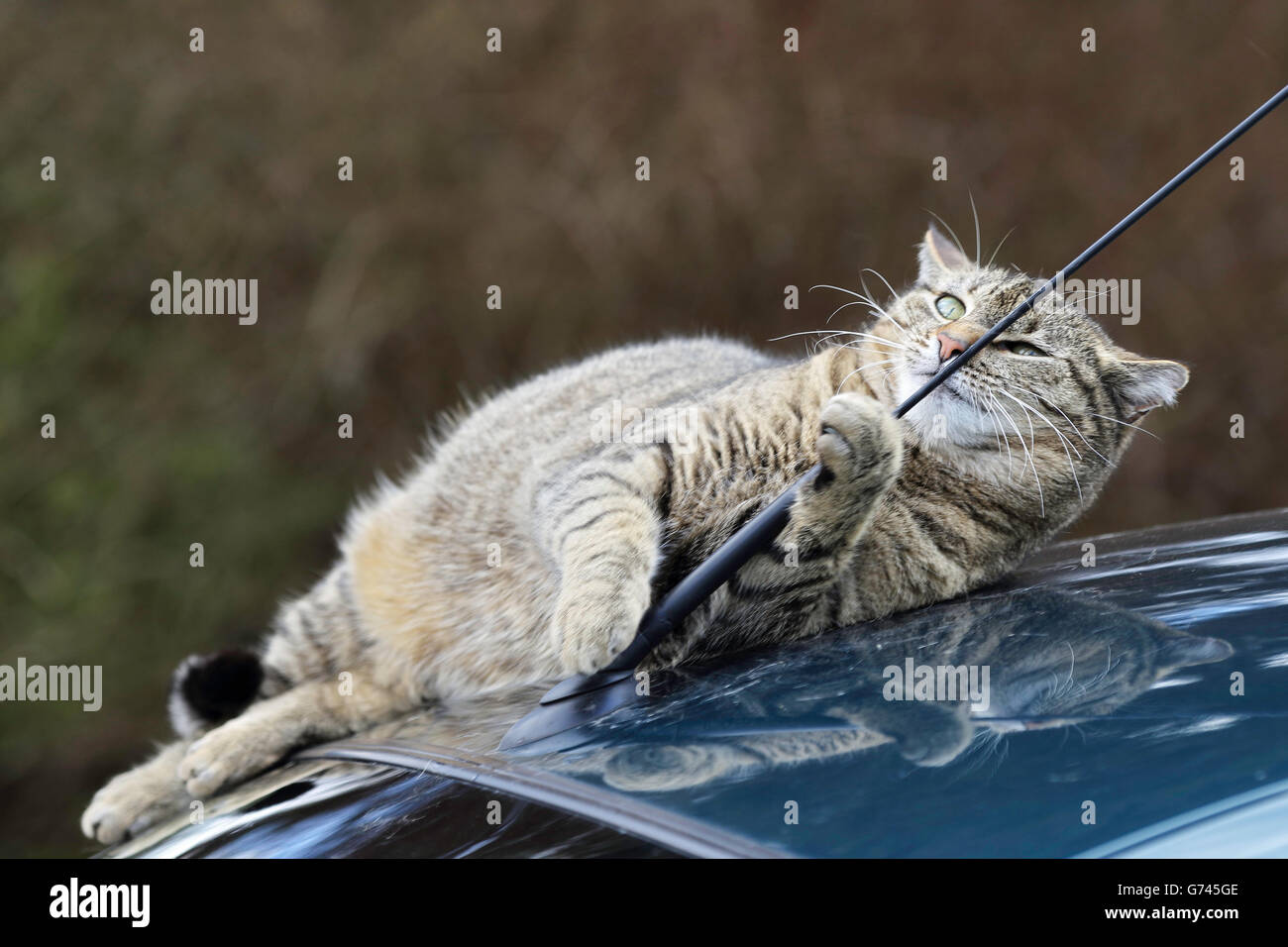Domestic Cat on car roof, Germany Stock Photo