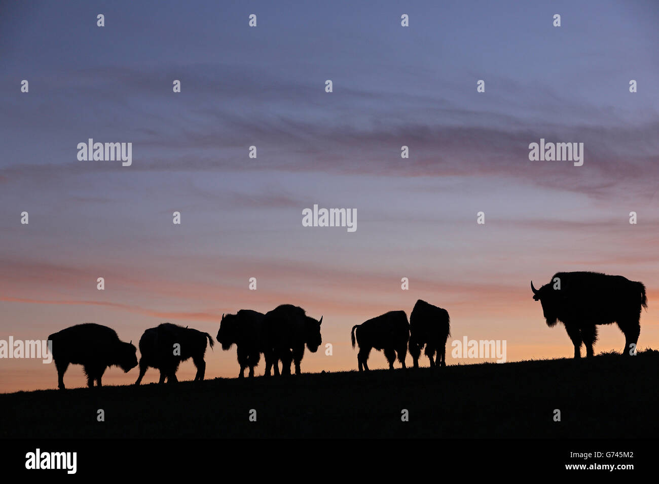 Amerikanischer Bison, (Bison bison), Baden-Wuerttemberg, Deutschland Stock Photo