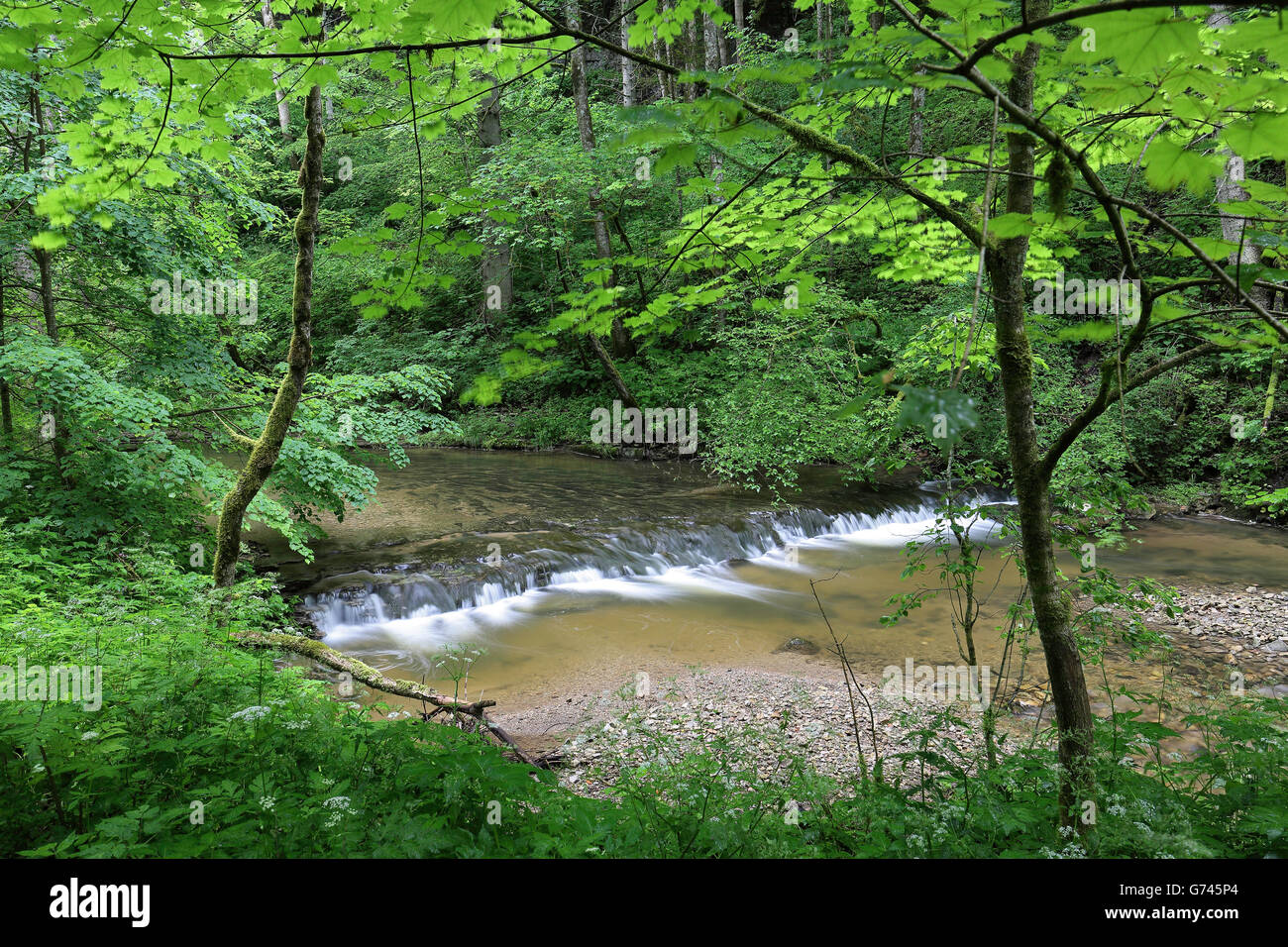 River Gauchach, Gauchach gorge, Black Forest, Baden-Wurttemberg, Germany Stock Photo