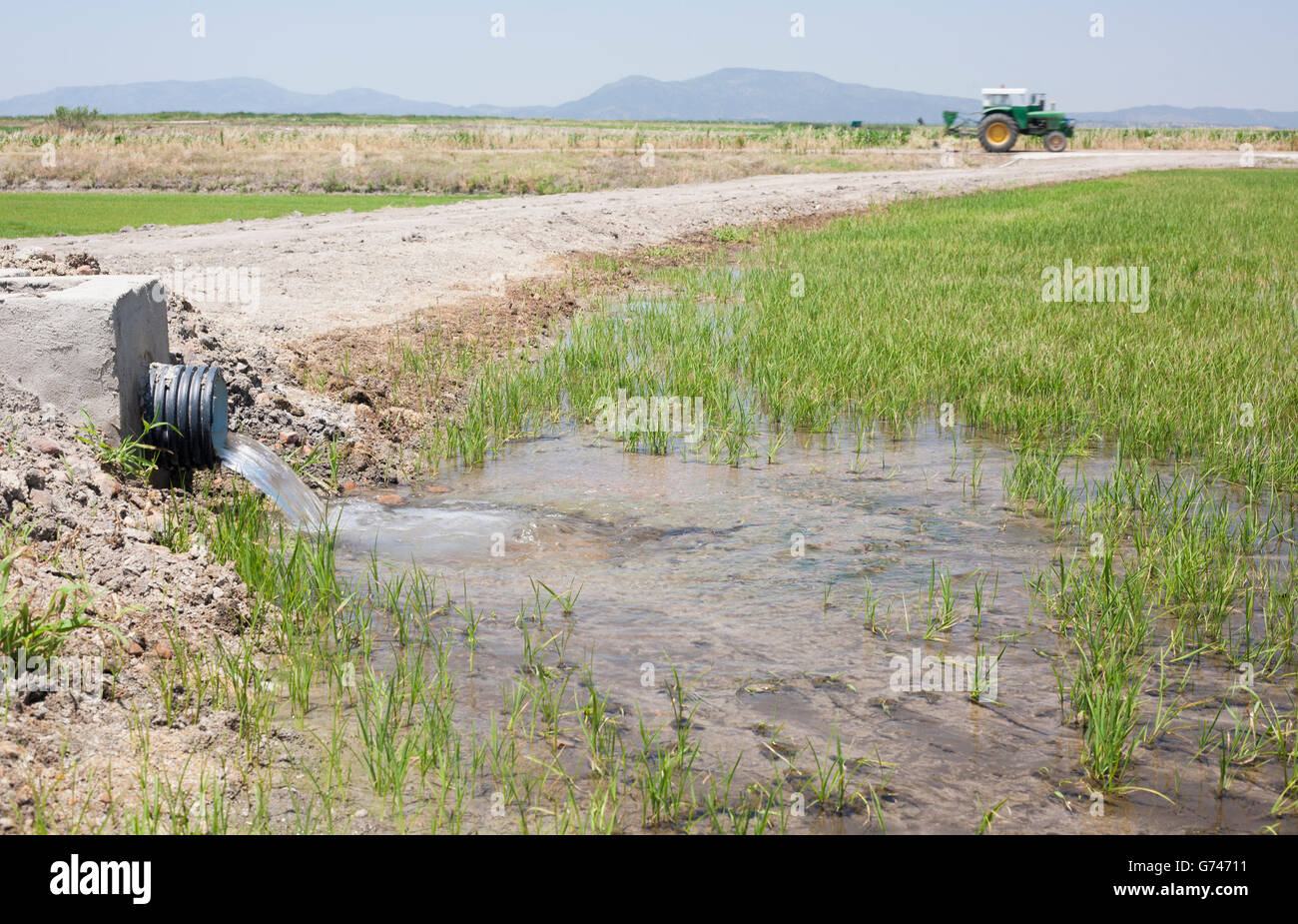 Young rice are growing in paddy fields with watering pipe at work Stock Photo