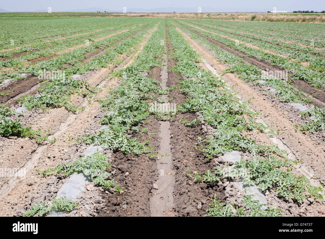 Young watermelon furrows growing at Vegas Altas del Guadiana, Spain Stock Photo