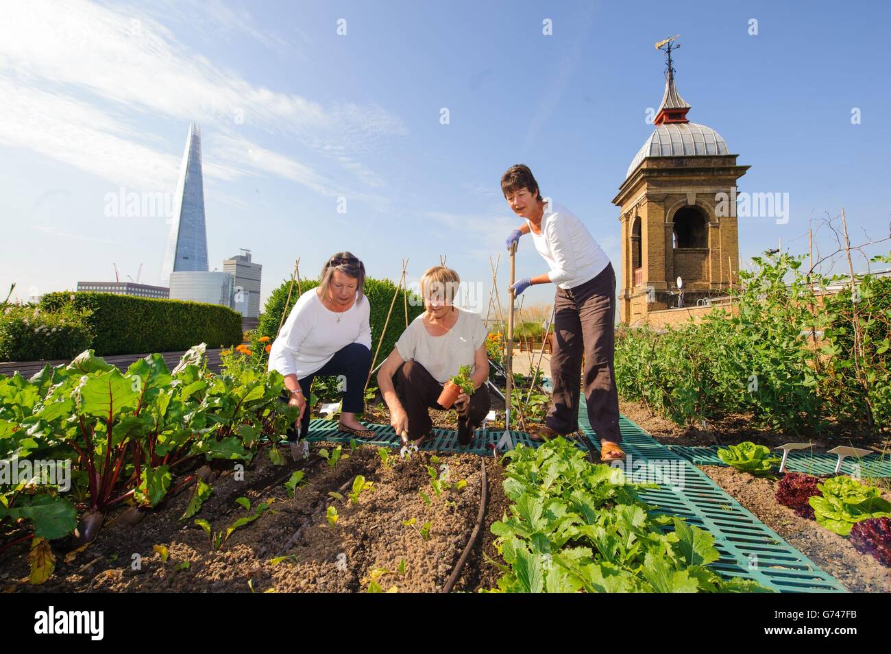 Gardeners (left to right) Eileen Arrowsmith, Linda Monehen and Tessa Palmer at work on the rooftop garden at Nomura, in the City of London, overlooking the river Thames and the Shard, which is to be opened to the public for the first time as part of Open Garden Squares weekend on June 14 and 15. Stock Photo