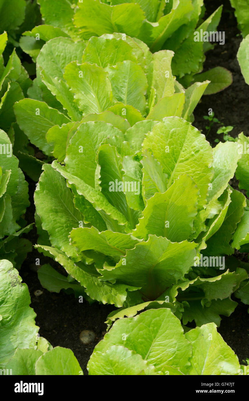 Lactuca sativa. Lettuces ‘Romaine’ in a vegetable garden Stock Photo